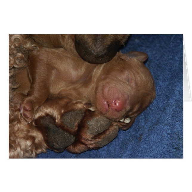 Series-05 nouveau-né (Devant horizontal)