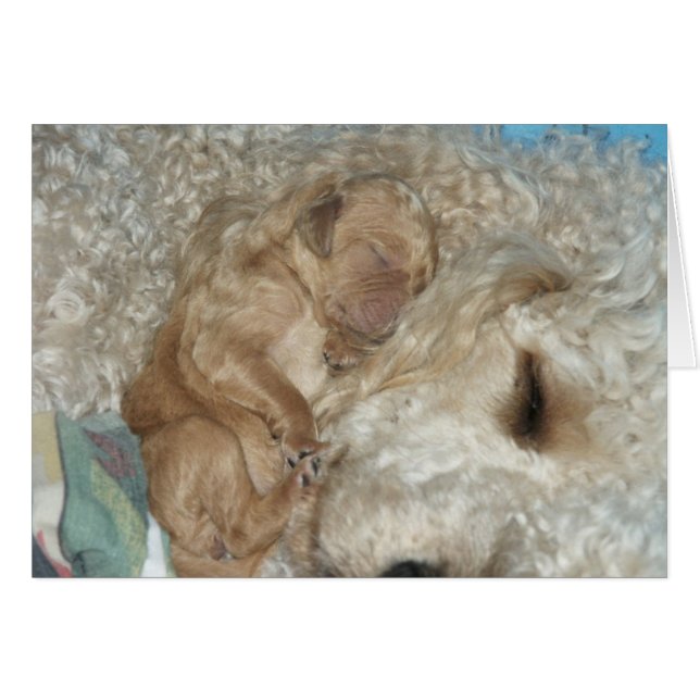 Series-06 nouveau-né (Devant horizontal)