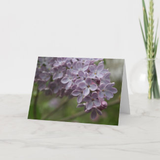 Sering (Syringa spp.) Kaart