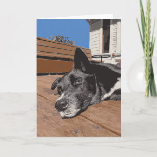 Serious Dog Husky Lab Vastleggen Zwart en Bruin Kaart