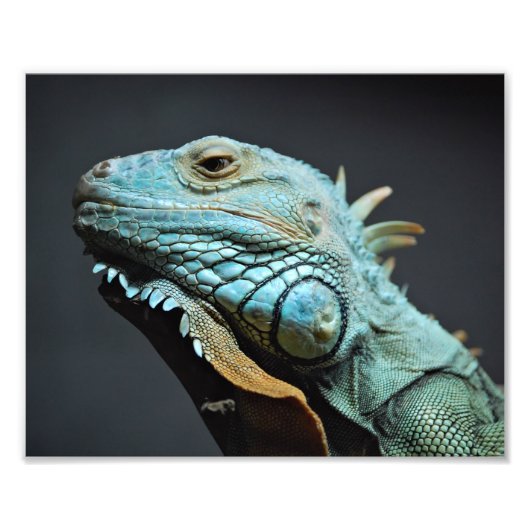 Serious Iguana Portrait Foto Afdruk (Voorkant)