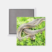 Serpent à oeil bleu ~ aimant (Recto/Verso)