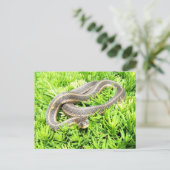 Serpent aux yeux bleus ~ carte postale (Debout devant)