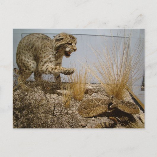Serpent de bétail contre carte postale Bobcat (Devant)