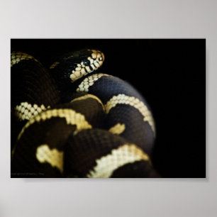 Serpent roi de Californie impression