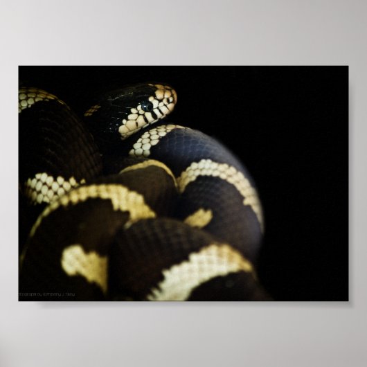 Serpent roi de Californie impression (Devant)