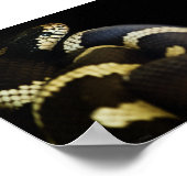 Serpent roi de Californie impression (Coin)