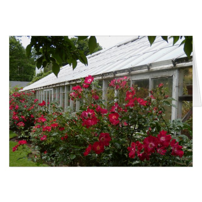 Serre chaude de roses rouges (Devant horizontal)