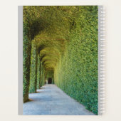 serre verte ficus repens sur planificateur (Dos)
