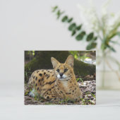 serval 015 briefkaart (Staand voorkant)