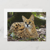 serval 015 briefkaart (Voorkant / Achterkant)