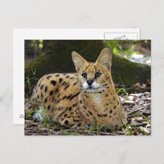 serval 015 briefkaart (Voorkant / Achterkant)