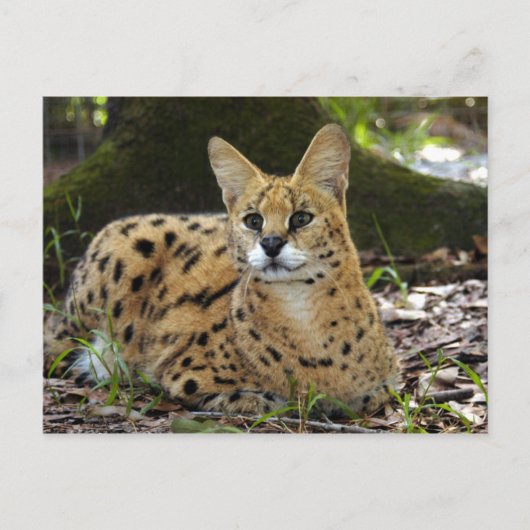 serval 015 briefkaart (Voorkant)