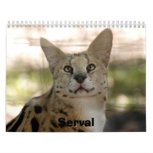 serval 017 Serval Kalender