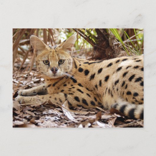 serval 025 briefkaart (Voorkant)