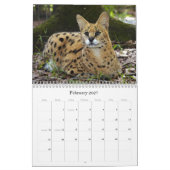 serval 025 Serval Kalender (Feb 2027)