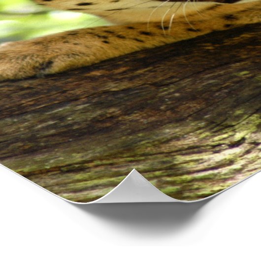 serval 035 poster (Hoek)