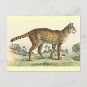 Serval Briefkaart
