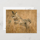 Serval (gemeente) Jumping Briefkaart (Voorkant / Achterkant)