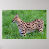 Serval in het gras poster (Voorkant)