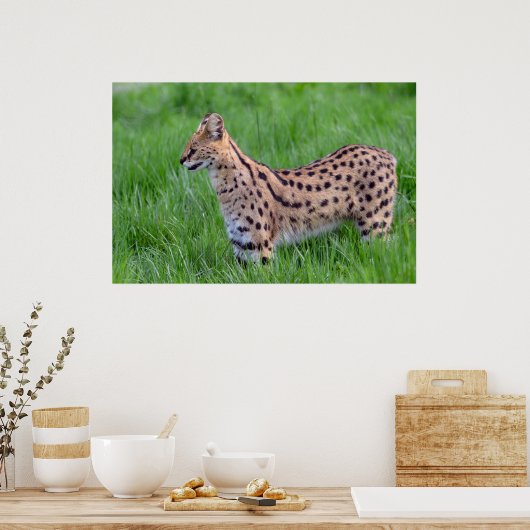 Serval in het gras poster (Keuken)