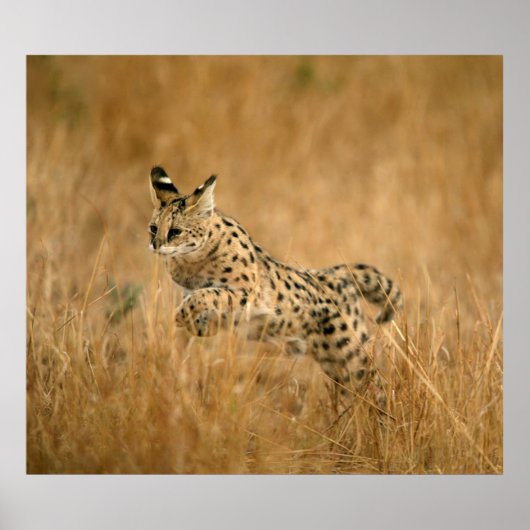 Serval (Leptailurus Serval) Springen Poster (Voorkant)