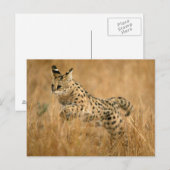 Serval (Leptailurus Serval) springend Briefkaart (Voorkant / Achterkant)