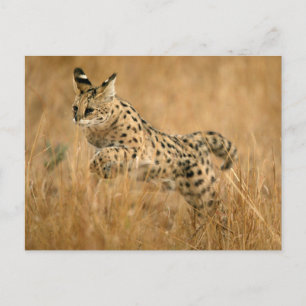 Serval (Leptailurus Serval) springend Briefkaart