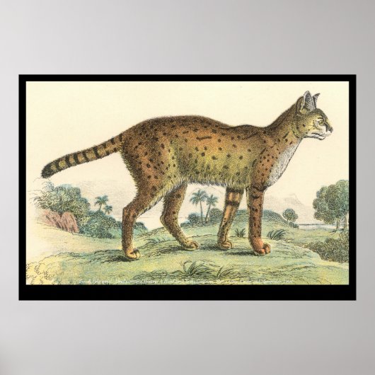 Serval Poster (Voorkant)