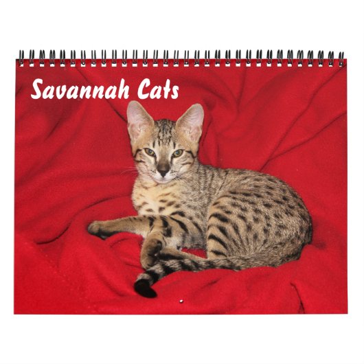 Serval Savannah Cat Calendar Kalender (Hoes)