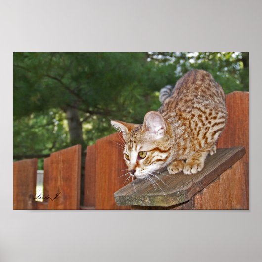 Serval Savannah Kitten USA Canvas Print (Voorkant)