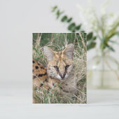 Servale kattenontspanning in gras briefkaart (Staand voorkant)