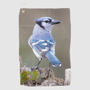 Serviette De Golf Cute Bleu Jay Songbird sur Treestump