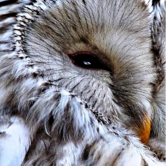 SERVIETTE DE GOLF HIBOU