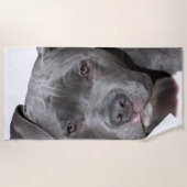 Serviette De Plage American Pit Bull Terrier (Devant)