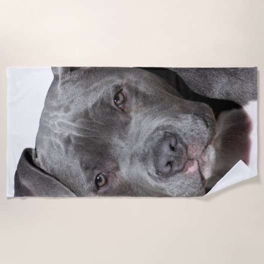 Serviette De Plage American Pit Bull Terrier (Devant)