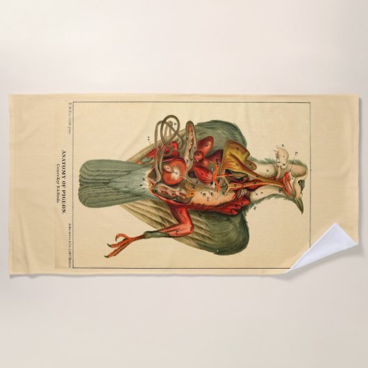 Serviette De Plage Anatomie d'un pigeon (Devant)
