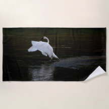 Cygne trompette