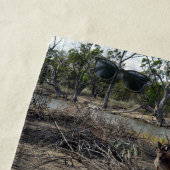 Serviette De Plage Moment tranquille : Kangaroo australien à Billabon (En situation)