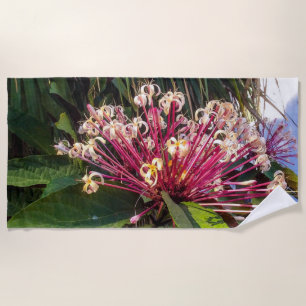 Serviette De Plage Starburst Clerodendrum Fleurs Plage Serviette