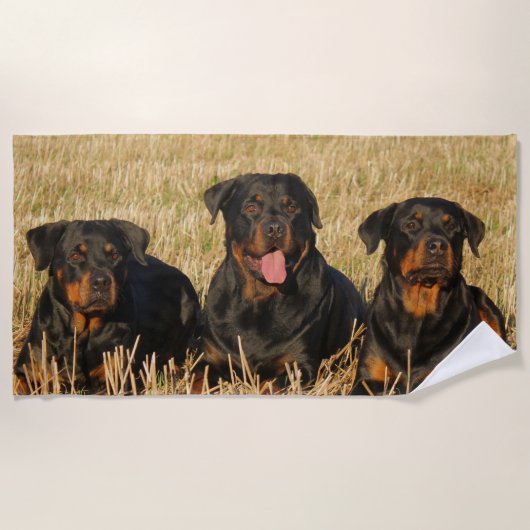 Serviette De Plage Trois chiens Rottweiler - Pack de Rotties (Devant)