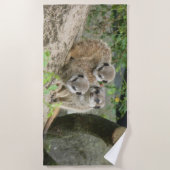 Serviette de plage trois mignonnes Meerkat (Devant)