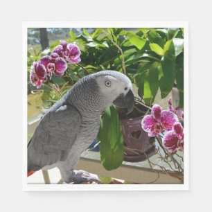 Serviette En Papier African Grey Parrot with Orchids