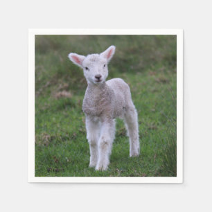 Serviette En Papier Agneau Bébé Mouton Ferme Animal