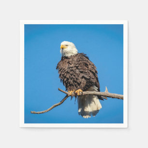 Serviette En Papier Aigle à tête blanche sur une branche d'arbre