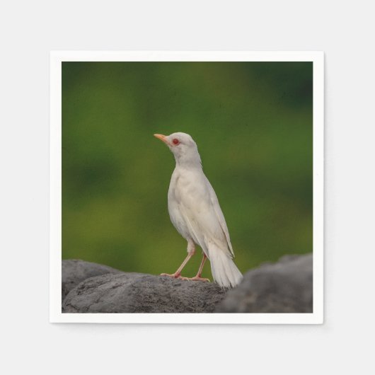 Serviette En Papier Albino Robin dans Crown Point (Devant)