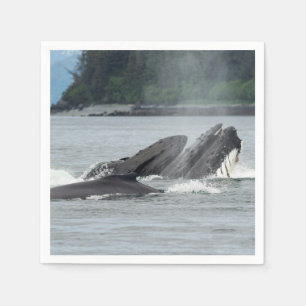 Serviette En Papier Alimentation des baleines à bosse