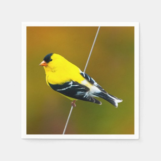 Serviette En Papier American Goldfinch - Photo originale (Devant)