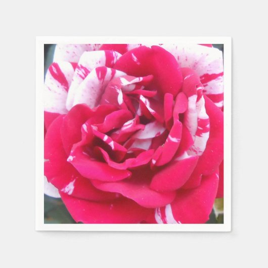 Serviette En Papier Anicia (Devant)