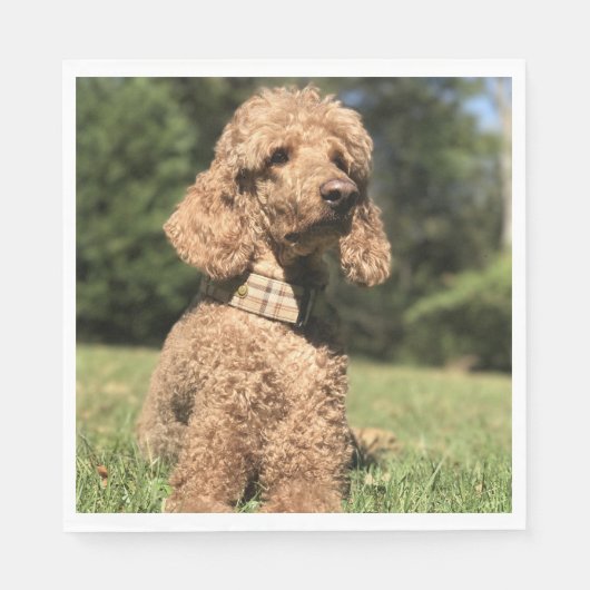 Serviette En Papier Apricot Poodle personnalisable (Devant)